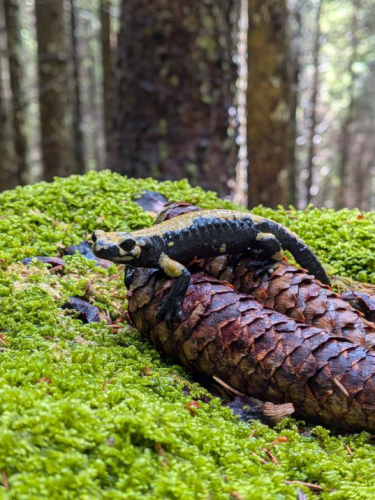 Salamandra Aurora (Crediti: Emma Centomo)