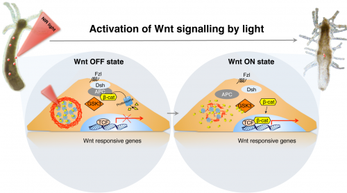 Le microcapsule sintetizzate in questo lavoro sono capaci di attivare in Hydra il pathway Wnt/?-cat (normalmente in stato OFF)
