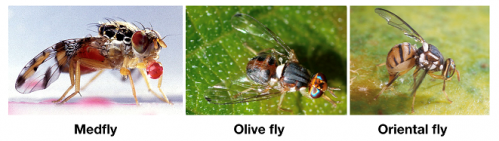 A confronto, Medfly, Olive Fly e Oriental Fly