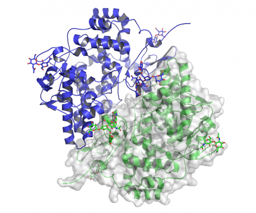 Struttura della COX-1 (PDB 6Y3C)