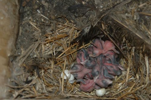 Nidiata di giovani di torcicollo (Jynx torquilla) poco dopo la schiusa in una cassetta nido utilizzata nello studio.