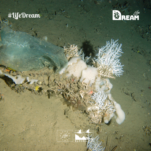Life Dream _3