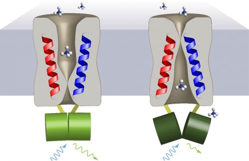Rappresentazione schematica del funzionamento dei sensori di attività per i trasportatori. Una proteina fluorescente (cpGFP) risente dei cambiamenti conformazionali durante il trasporto dell'ammonio
