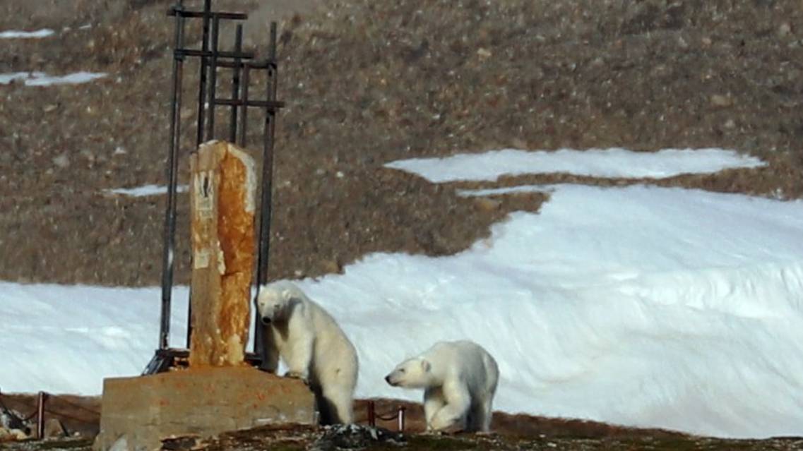 Orsi polari accanto alla stele che ricorda Roald Amundsen e tutti gli esploratori del mondo polare